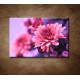 Obrazy na stenu - Ružové chryzantémy