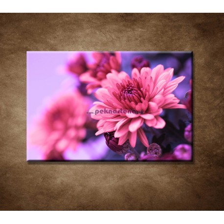 Obrazy na stenu - Ružové chryzantémy