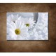 Obrazy na stenu - Kvety vo vode