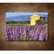 Obrazy na stenu - Levanduľové pole v Provence