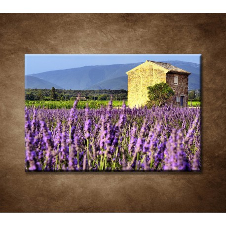 Obrazy na stenu - Levanduľové pole v Provence