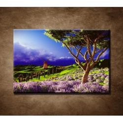 Obrazy na stenu - Levanduľové pole pred búrkou