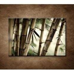 Obrazy na stenu - Bambusový les