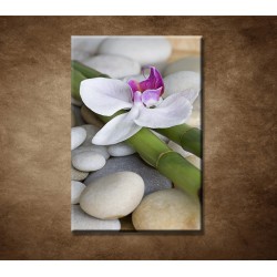 Obraz - Orchidea s bambusom
