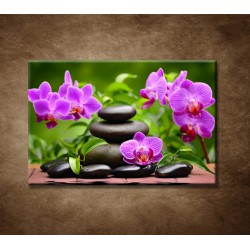 Obrazy na stenu - Zátišie s orchideou