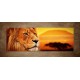 Obrazy na stenu - Lev v Afrike