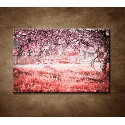 Obrazy na stenu - Rozkvitnutá čerešňa