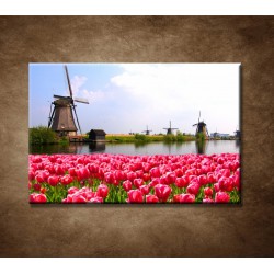 Obrazy na stenu - Veterné mlyny s tulipánmi