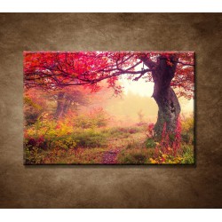 Obrazy na stenu - Jesenné stromy v lese