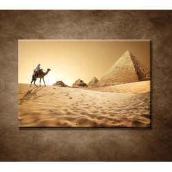 Obrazy na stenu - Ťava v púšti