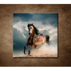 Obrazy na stenu - Divoký žrebec