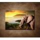 Obrazy na stenu - Slon v Afrike