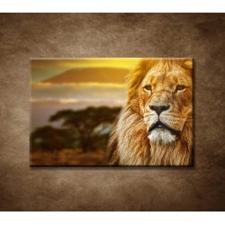 Obrazy na stenu - Lev na Savane