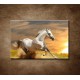 Obrazy na stenu - Biely kôň pri západe