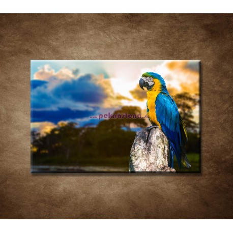 Obrazy na stenu - Papagáj
