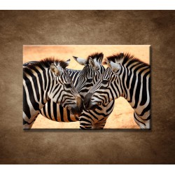 Obrazy na stenu - Tri zebry