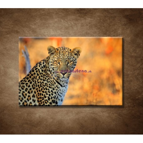 Obrazy na stenu - Africký leopard