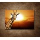 Obrazy na stenu - Žirafa 