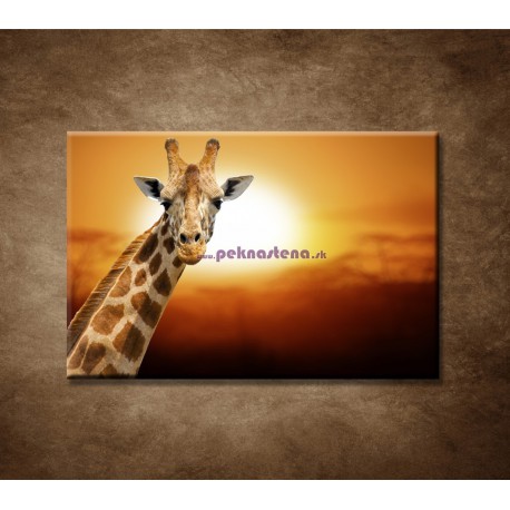 Obrazy na stenu - Žirafa 