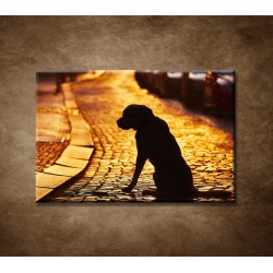 Obrazy na stenu - Čakajúci pes
