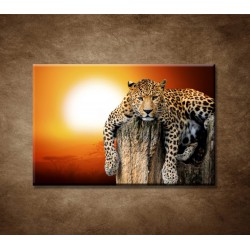 Obrazy na stenu - Leopard
