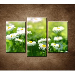 Obrazy na stenu - Kvety sedmokrásky - 3dielny 75x50cm