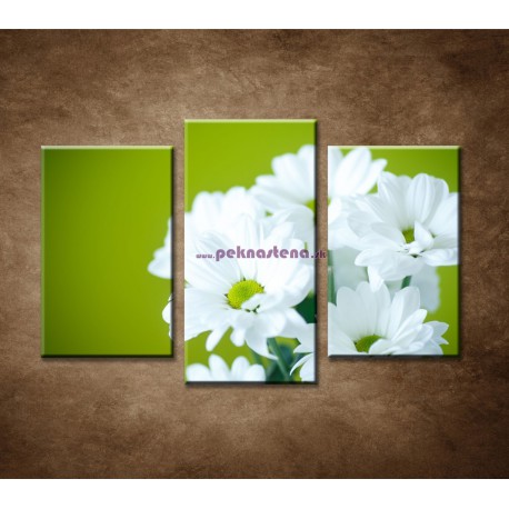 Obrazy na stenu - Biele chryzantémy - 3dielny 75x50cm