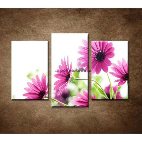 Obrazy na stenu - Ružové sedmokrásky - 3dielny 75x50cm