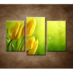 Obrazy na stenu - Žlté tulipány - 3dielny 75x50cm