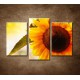Obrazy na stenu - Letná slnečnica - 3dielny 75x50cm