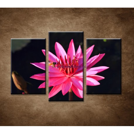 Obrazy na stenu - Ružové lekno - 3dielny 75x50cm