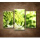 Obrazy na stenu - Kvet lekna - 3dielny 75x50cm