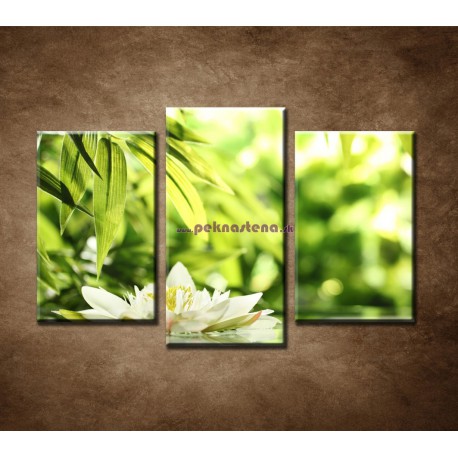 Obrazy na stenu - Kvet lekna - 3dielny 75x50cm