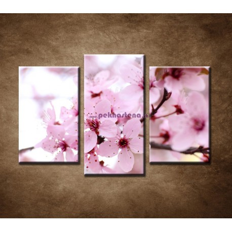 Obrazy na stenu - Vetvička čerešne - 3dielny 75x50cm