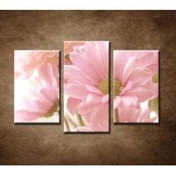 Obrazy na stenu - Ružová gerbera - 3dielny 75x50cm