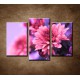 Obrazy na stenu - Ružové chryzantémy - 3dielny 75x50cm