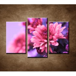 Obrazy na stenu - Ružové chryzantémy - 3dielny 75x50cm