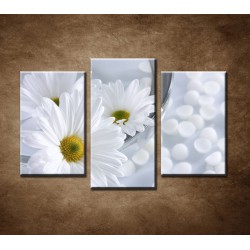 Obrazy na stenu - Kvety vo vode - 3dielny 75x50cm