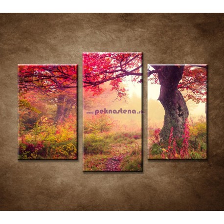 Obrazy na stenu - Jesenné stromy v lese - 3dielny 75x50cm