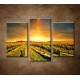 Obrazy na stenu - Západ nad vinohradom - 3dielny 75x50cm