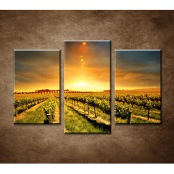 Obrazy na stenu - Západ nad vinohradom - 3dielny 75x50cm