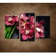 Obrazy na stenu - Bordová orchidea a bambus - 3dielny 75x50cm