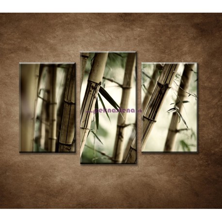 Obrazy na stenu - Bambusový les - 3dielny 75x50cm