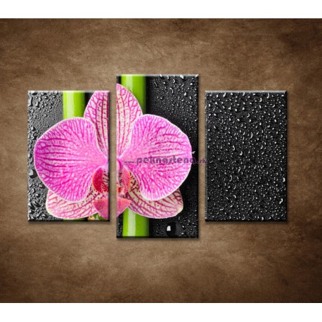 Obrazy na stenu - Orchidea a bambus - 3dielny 75x50cm