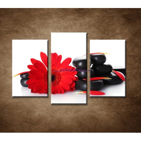 Obrazy na stenu - Gerbera a kamene - 3dielny 75x50cm