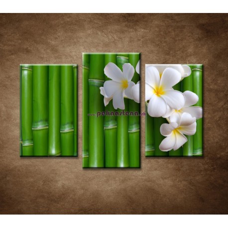 Obrazy na stenu - Bambusové pozadie - 3dielny 75x50cm