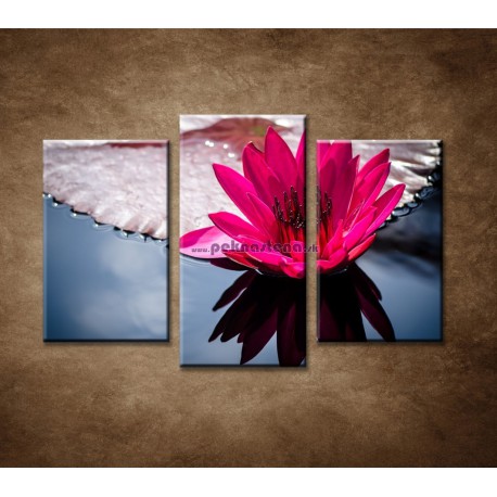 Obrazy na stenu - Kvitnúce lekno - 3dielny 75x50cm