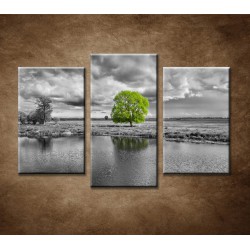 Obrazy na stenu - Zelený strom - 3-dielny 75x50cm