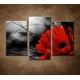 Obrazy na stenu - Červená gerbera - 3-dielny 75x50cm