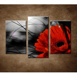 Obrazy na stenu - Červená gerbera - 3-dielny 75x50cm
